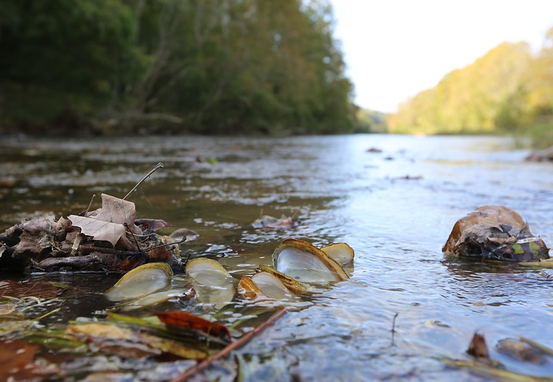 Dead mussel shells in the Clinch River.
