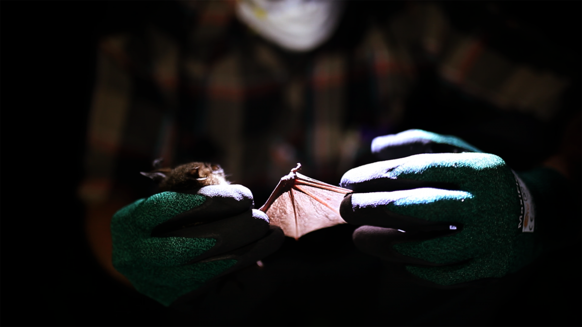 First relatives of rubella virus discovered in bats in Uganda and mice in Germany