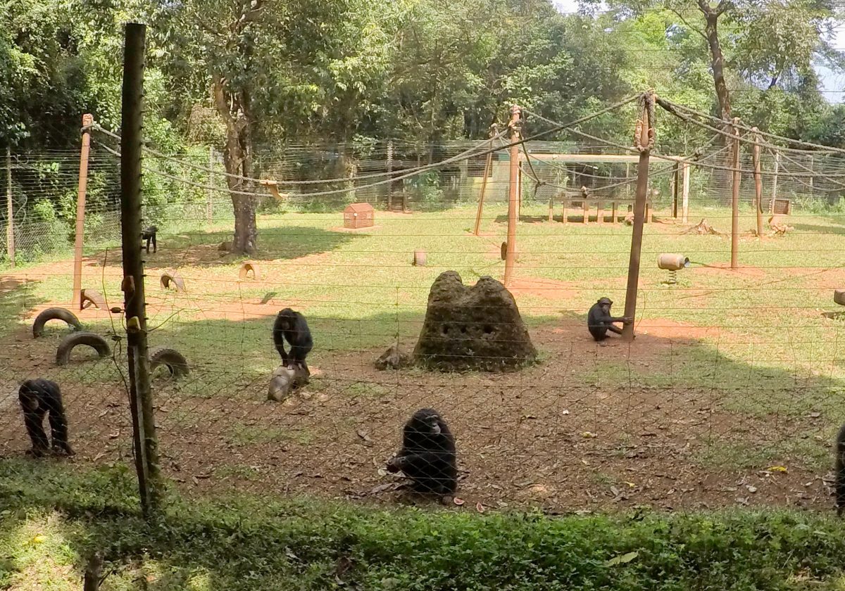 A mysterious, lethal chimp disease is linked to a human illness