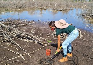 Restoring mangroves in Puerto Rico supports human health and well-being