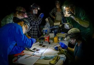 University of Wisconsin News: Understanding the human-animal interplay of COVID-19 and other diseases