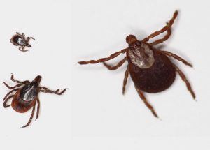 July global health webinar to discuss U.S. blacklegged tick population